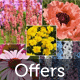 plantify.co.uk special plant offers