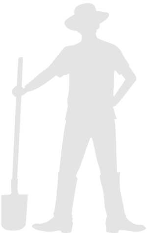 Graphical representation of Primula vulgaris (Common primrose) size and shape