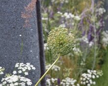 Image of Allium seed head