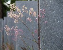 Image of Thalictrum 'Elin' contrasting nicely against the E