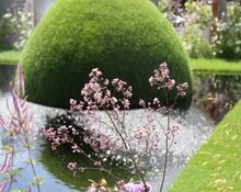 Image of Thalictrum and dome