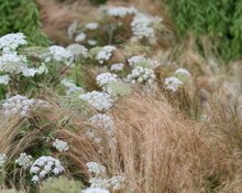 Image of Vintage garden