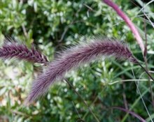 Pennisetum setaceum Rubrum