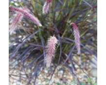 Image of Pennisetum setaceum 'Rubum' at Wisely. AGM